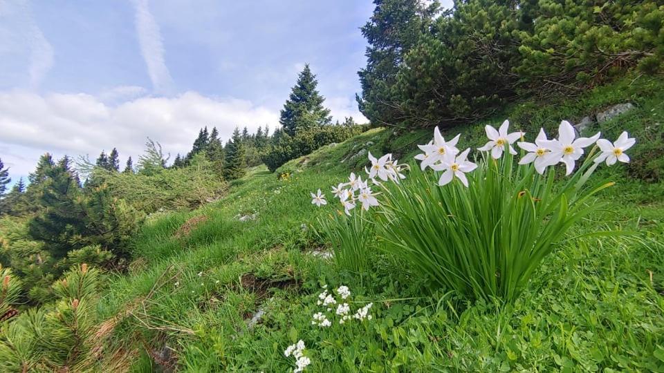 Kiara Rooms Jesenice Eksteriør bilde